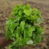 Desi Amaranthus-Bandaru Thotakoora seeds