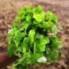 Desi Amaranthus-Bandaru Thotakoora seeds - Image 2